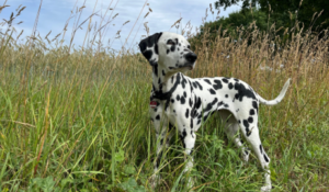 Grass Seeds Dangerous to Dogs and Cats