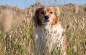 Grass Seeds Dangerous to Dogs and Cats