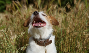 Grass Seeds Dangerous to Dogs and Cats