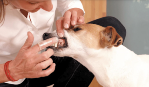 Dogs and Cats That Hate Teeth Brushing