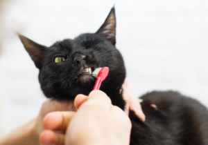 Dogs and Cats That Hate Teeth Brushing