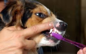 Dogs and Cats That Hate Teeth Brushing