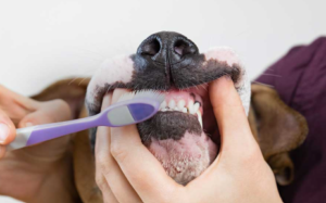 Dogs and Cats That Hate Teeth Brushing