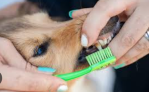 Dogs and Cats That Hate Teeth Brushing