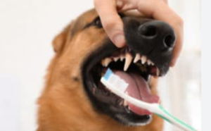 Dogs and Cats That Hate Teeth Brushing