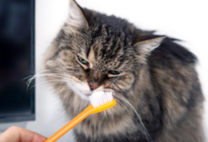 Dogs and Cats That Hate Teeth Brushing