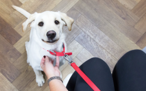 Stages of a Dog Wound