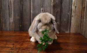 Can Rabbits Eat Parsley?