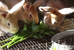 Can Rabbits Eat Parsley?