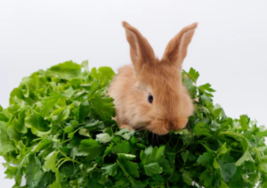 Can Rabbits Eat Parsley?