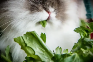 Can Rabbits Eat Parsley?