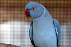 Indian Ringneck Parakeet Cost