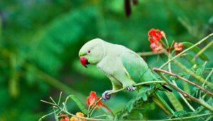 Indian Ringneck Parakeet Cost