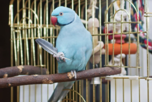 Indian Ringneck Parakeet Cost