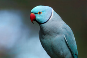 Indian Ringneck Parakeet Cost