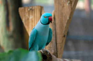 Indian Ringneck Parakeet Cost