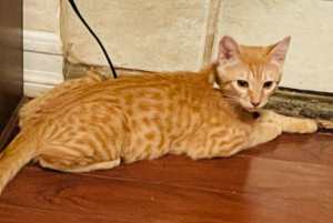 Orange Bengal Cat