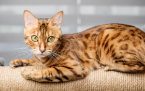 Orange Bengal Cat