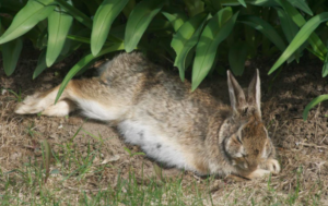 Where Do Wild Rabbits Sleep