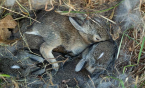 Where Do Wild Rabbits Sleep