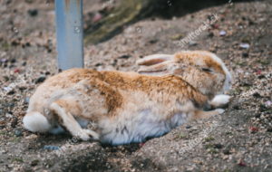 Where Do Wild Rabbits Sleep