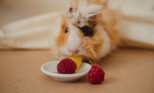 Are Raspberries Safe for Guinea Pigs