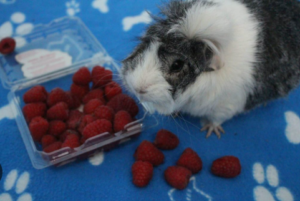 Are Raspberries Safe for Guinea Pigs