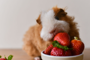 Are Raspberries Safe for Guinea Pigs