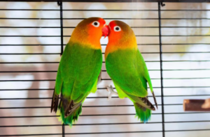 Lovebird Cost