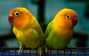 Lovebird Cost