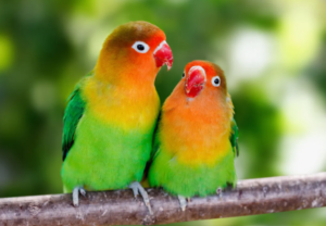 Lovebird Cost