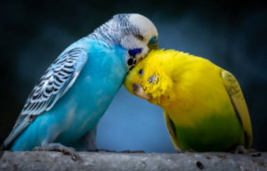 Lovebird Cost