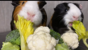 Can Guinea Pigs Have Cauliflower?