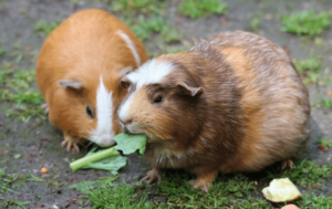 Can Guinea Pigs Have Cauliflower?