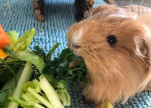 Can Guinea Pigs Have Cauliflower?