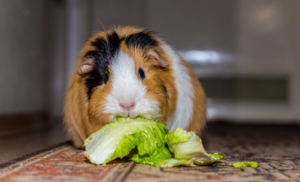 Can Guinea Pigs Have Cauliflower?