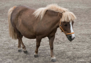 Miniature Horse Cost