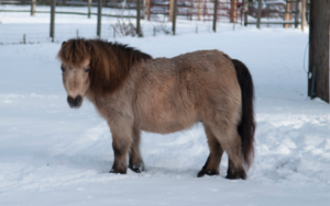 Miniature Horse Cost