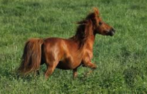 Miniature Horse Cost