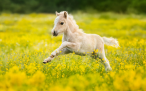 Miniature Horse Cost