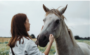 Do Horses Recognize Humans?