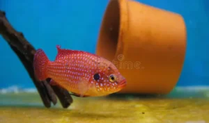 Types of Cichlids