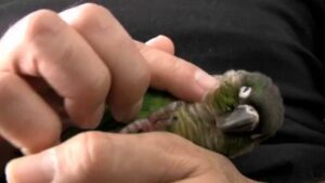 Green Cheek Conure