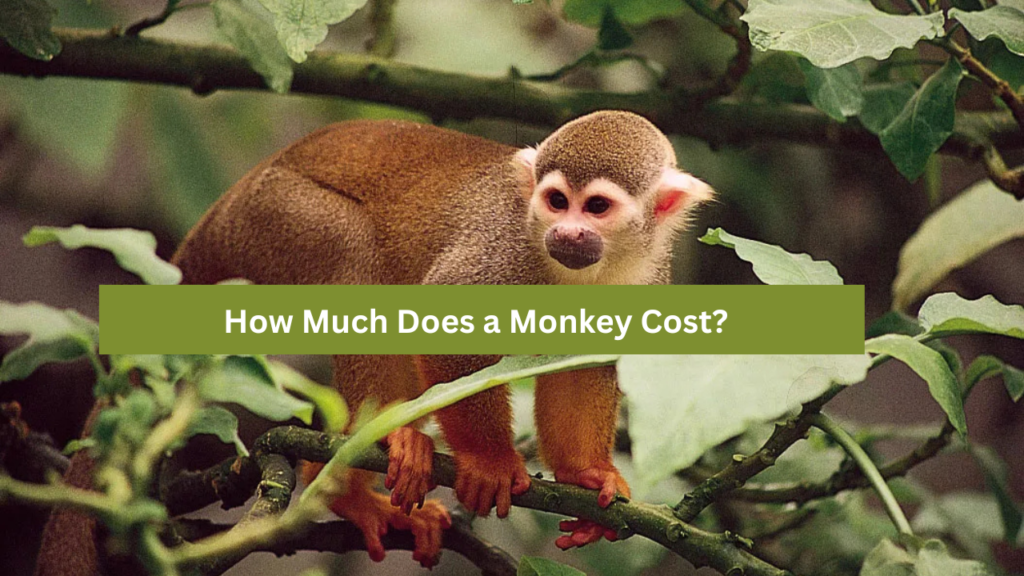 Monkey Cost?