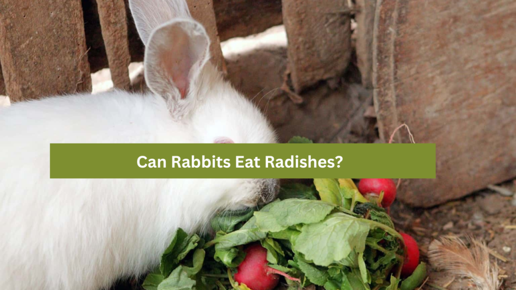 Rabbits Eat Radishes