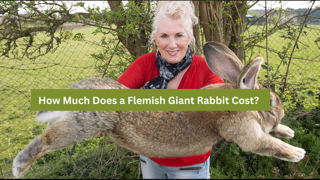 How Much Does a Flemish Giant Rabbit Cost?