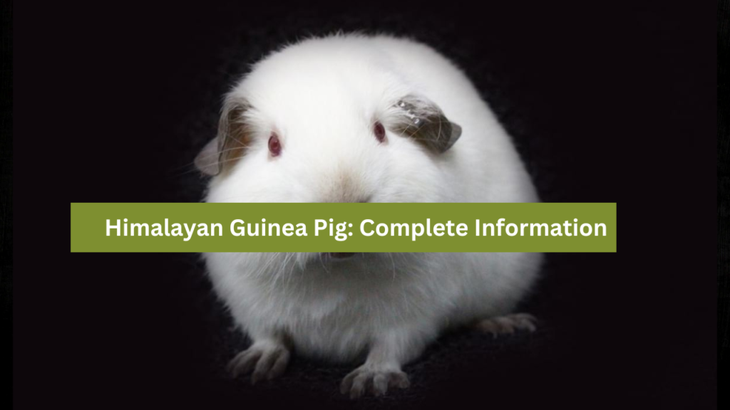 Himalayan Guinea Pig