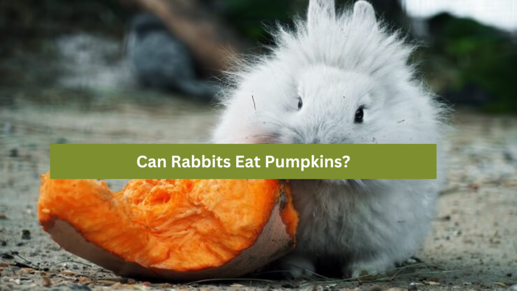 Can Rabbits Eat Pumpkins