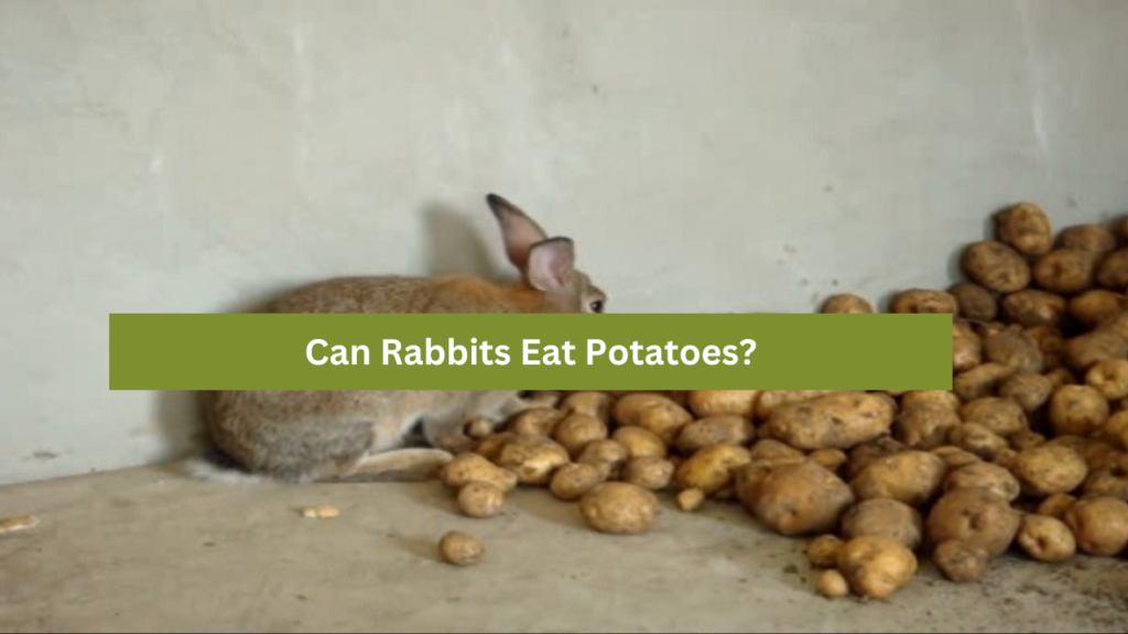 Can Rabbits Eat Potatoes?