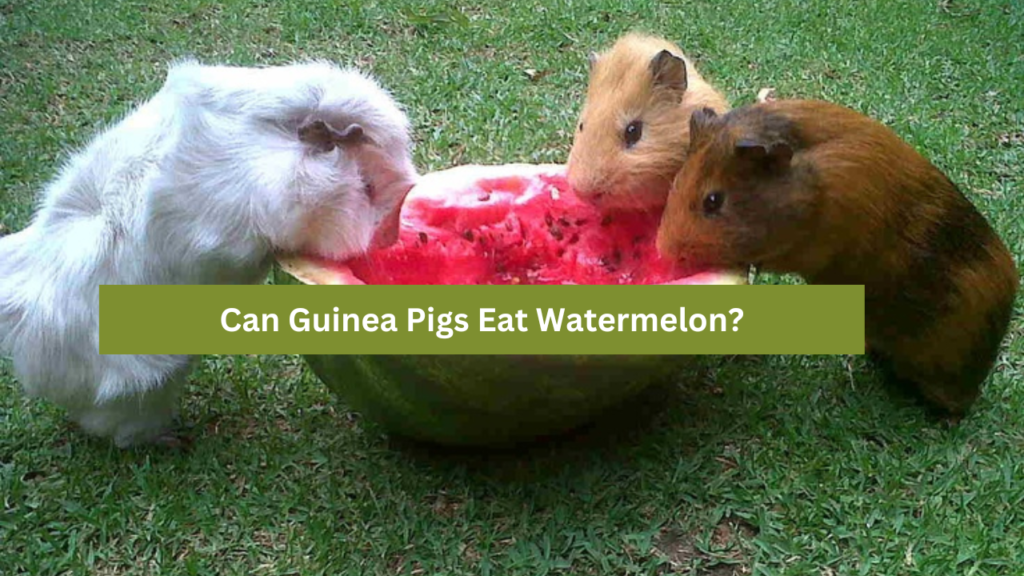 Can Guinea Pigs Eat Watermelon?